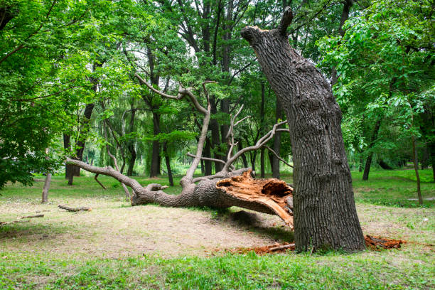 Best Storm Damage Tree Cleanup  in Hillsboro, OH